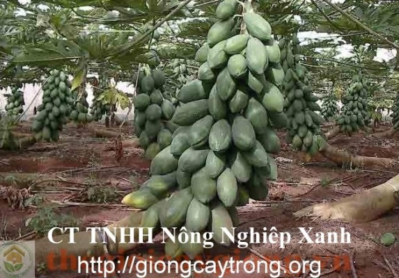 Hướng Dẫn Kĩ Thuật Trồng Đu Đủ Đài Loan