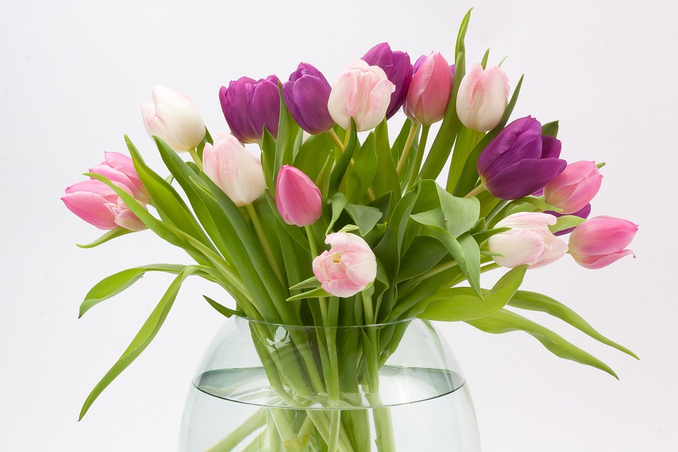 hoa tulip trong binh nuoc