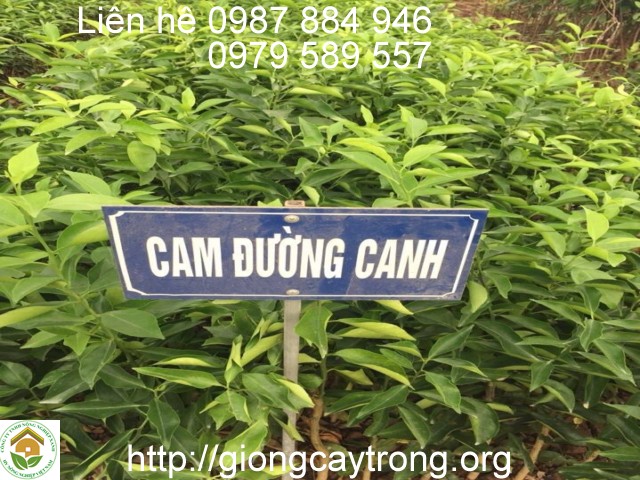 cay giong cam duong canh