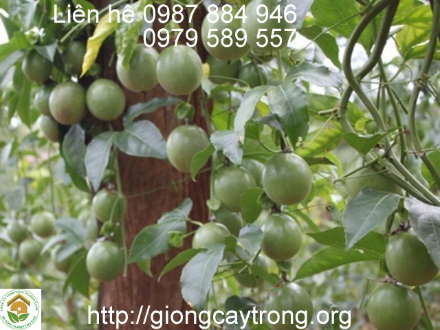 giong chanh leo