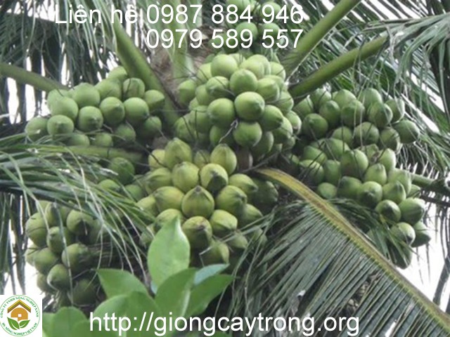 Giong Cây Dừa Xiêm - 1