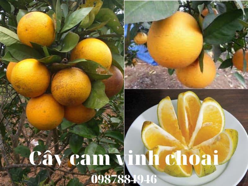Cây cam vinh Choai - Cây từ 1-2 năm tuổi- Liên hệ:0987884946