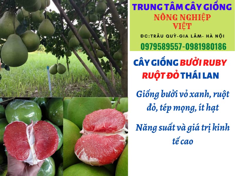 Cây bưởi Ruby giống chuẩn Thái Lan nhất - Vườn ươm giống Nông Nghiệp Việt