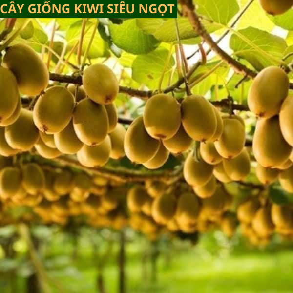 Cây Giống KiWi nhập khẩu ruột vàng ăn ngọt