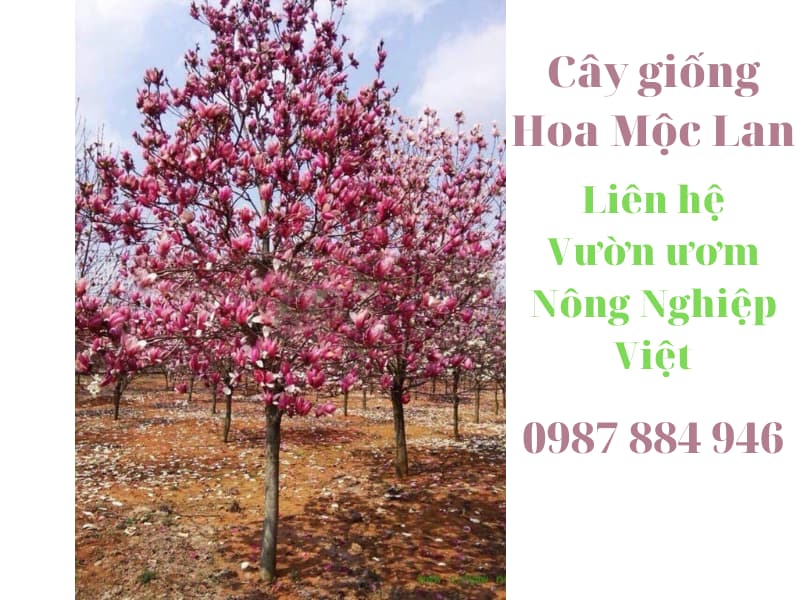 Cây Hoa Mộc Lan - Cây nhập khẩu dễ trồng và chăm sóc