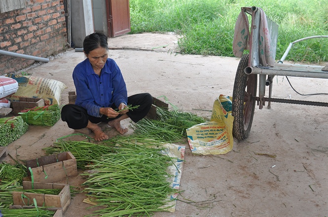 Măng tây xanh ở Bắc Ninh dễ trồng, thu nhập 150 - 300 triệu đồng/ha/năm