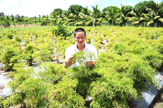 Thu tỷ đồng/năm từ trồng cây dược liệu ở Hồng Ngự