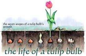 quá trình phát triển hoa tulip