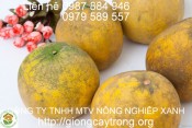 kĩ thuật trồng bưởi hoàng-giongcaytrong.org