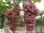 Kĩ Thuật Trồng Nho Hiệu Quả-giongcaytrong.org