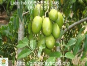 Cay Coc Thai 4-giongcaytrong.org