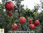 Cay Luu 6-giongcaytrong.org