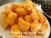 Cay Mit Tu Quy 2-giongcaytrong.org