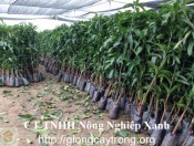 Cay Xoai Thai 2-giongcaytrong.org