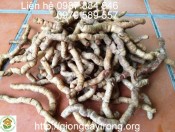 giong cay ba kich (1)-giongcaytrong.org