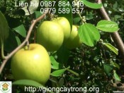 Kĩ Thuật Trồng Cây Táo Chua-giongcaytrong.org