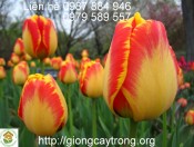 Hướng dẫn kĩ thuật trồng và chăm sóc hoa tulip từ củ giống