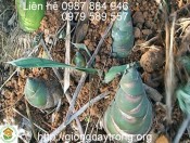 Cay Mang Bat Do 3-giongcaytrong.org