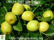 Kĩ Thuật Trồng Táo Đào Vàng-giongcaytrong.org