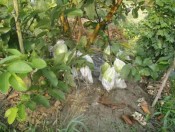 Kỹ thuật trồng ổi Đài Loan Lai Lê-giongcaytrong.org