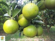 Một số yêu cầu về đất và khí hậu cho cây cam-giongcaytrong.org