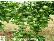 yêu cầu ngoại cảnh chanh leo-giongcaytrong.org