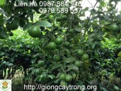 Cay Chanh Tu Quy 3-giongcaytrong.org