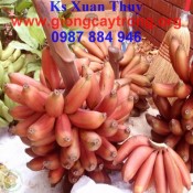 Hướng dẫn trồng chuối Úc đỏ Dacca-giongcaytrong.org