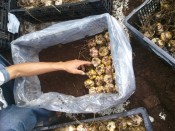 xu ly cu giong hoa ly-giongcaytrong.org