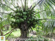 dừa xiêm lùn-giongcaytrong.org