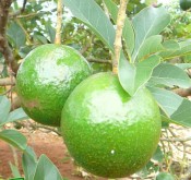 Cách trồng và chăm sóc bơ-giongcaytrong.org