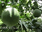 Cho buoi da xanh xen canh dua dua  vuon xanh quanh nam co tien img 0945 0000 1531050729 width460height345-giongcaytrong.org