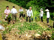 u phan trong chuoi-giongcaytrong.org