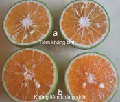 Có nên tiêm thuốc trị bệnh vàng lá gân xanh trên cây có múi?-giongcaytrong.org