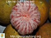 Bưởi đỏ tân lạc-giongcaytrong.org