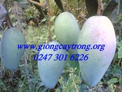 huong-dan-trong-xoai-dai-loan-giongcaytrong.org