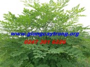 huong-dan-ki-thuat-trong-rau-chum-ngay-giongcaytrong.org