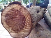 giong-cay-sua-do-giongcaytrong.org