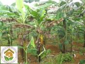 Kỹ thuật phòng trừ bệnh cháy lá hại chuối-giongcaytrong.org