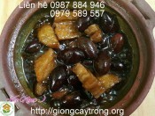 Cay Tram Den 6-giongcaytrong.org