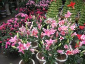 ý nghĩa hoa ly-giongcaytrong.org