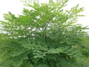 cay-rau-chum-ngay-giongcaytrong.org