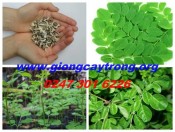 rau-chum-ngay-giongcaytrong.org