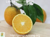 Giống Cây Cam Vinh- Hướng dẫn trồng cam Vinh