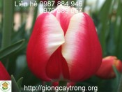 Củ Giống Tulip Leen van der Mark