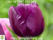 Củ Giống Tulip Negrita