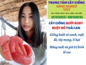 Cây bưởi Ruby giống chuẩn Thái Lan nhất - Vườn ươm giống Nông Nghiệp Việt