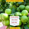 Cây Giống Chanh Đào - Giống Chuẩn - Dễ Trồng - Học Viện Nông Nghiệp