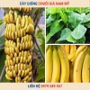 Cây Giống Chuối Già Nam Mỹ
