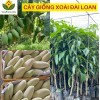 Cây giống xoài Đài Loan. Giống Nhập Khẩu.Trái To Siêu Quả. Dễ Trồng